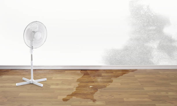 Best Local water damage restoration  in Robinwood, MD